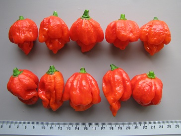 Peper_Trinidad_Scorpion.jpg