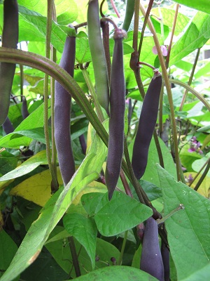 Boontjes | Diana&rsquo;s mooie moestuin