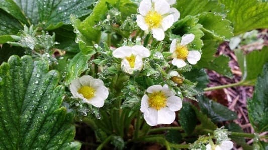 Aardbeiplant in bloei
