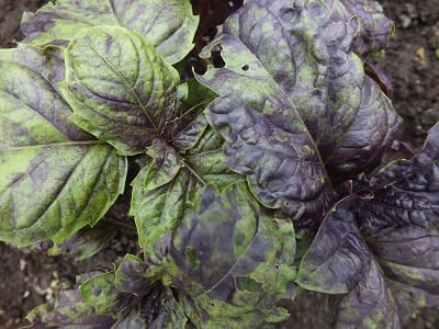 Basilicum a Foglie di Lattuga Violetta, een mooie basilicum, met groot blad dat paars met groen gevlekt is. En ook gewoon erg lekker.