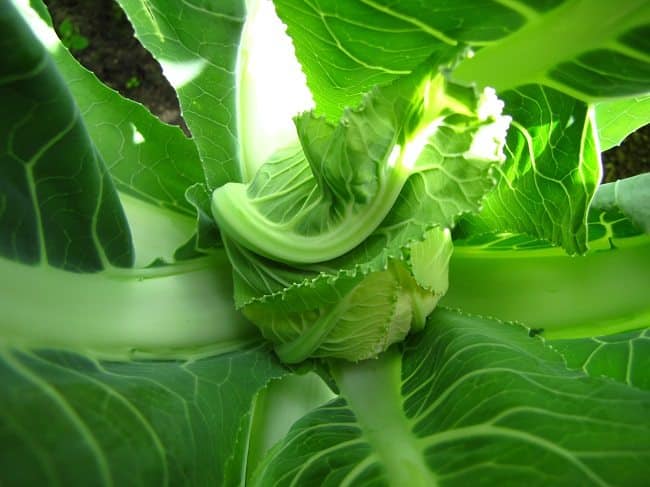 Het begin van de bloemkool in de plant, het binnenblad gaat draaien