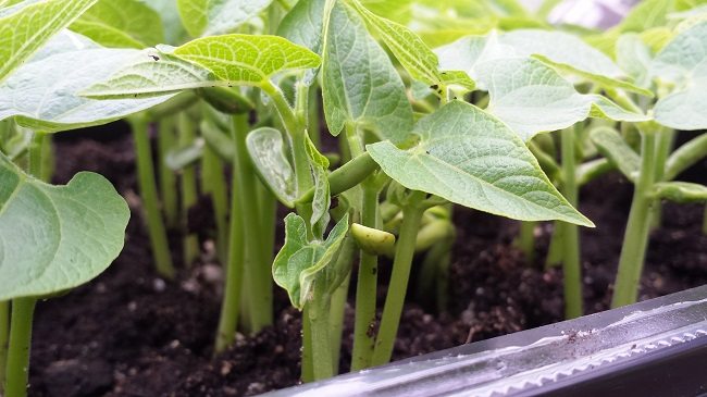 Boontjes - Diana's mooie moestuin