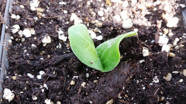 Courgettezaadje gekiemd