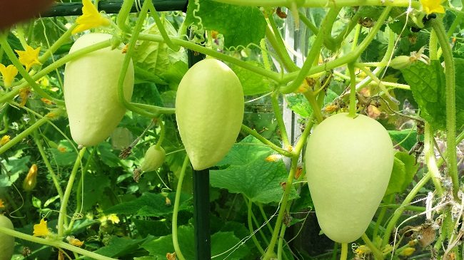 Komkommer Dragon Egg, een witte minikomkommer