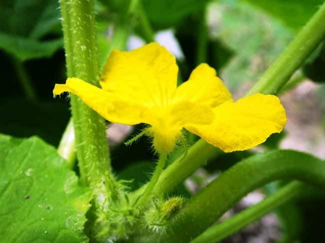 Komkommer mannelijke bloem