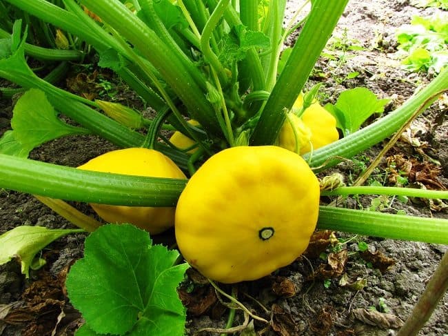 Patisson Patty Pan plant