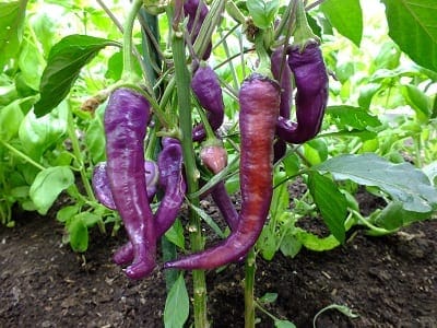 Peper Cayenne Violet, met felpaarse pepers die uiteindelijk afrijpen naar rood met een paarsroze gloed.