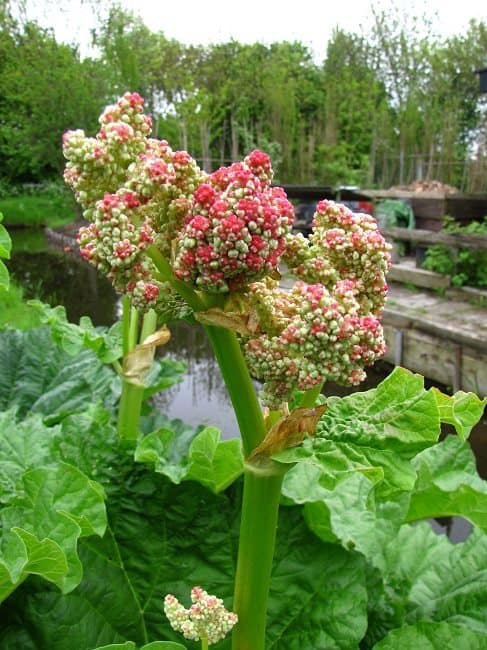 rabarber bloem rabarber diana s mooie moestuin rabarber bloem rabarber diana s mooie moestuin