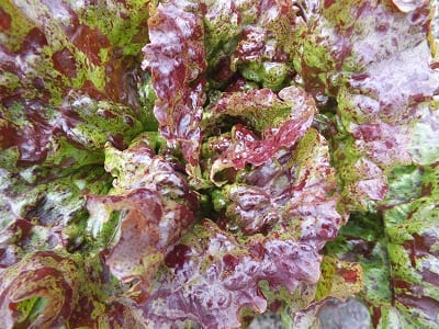 Sla Mottistone, mooi gevlekte sla, schiet niet zo snel door, te koop bij www.denieuwetuin.be