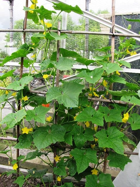 Snackkomkommerplant