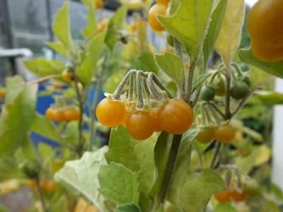 Solanum villosum, Golden Pearls, leuke planten voor in pot, met kleine besjes die smaken naar een kruising tussen een tomaat, ananaskers en tomatillo.