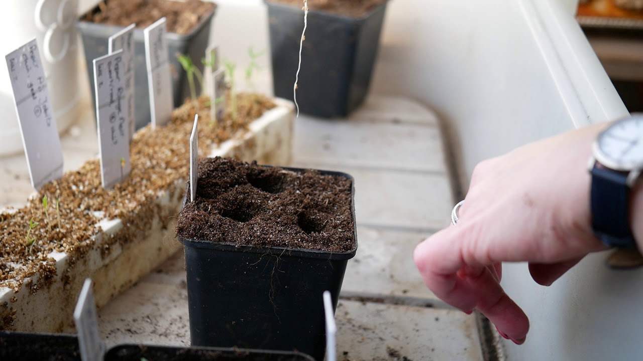 Filmpje peper verspenen vanuit vermiculiet