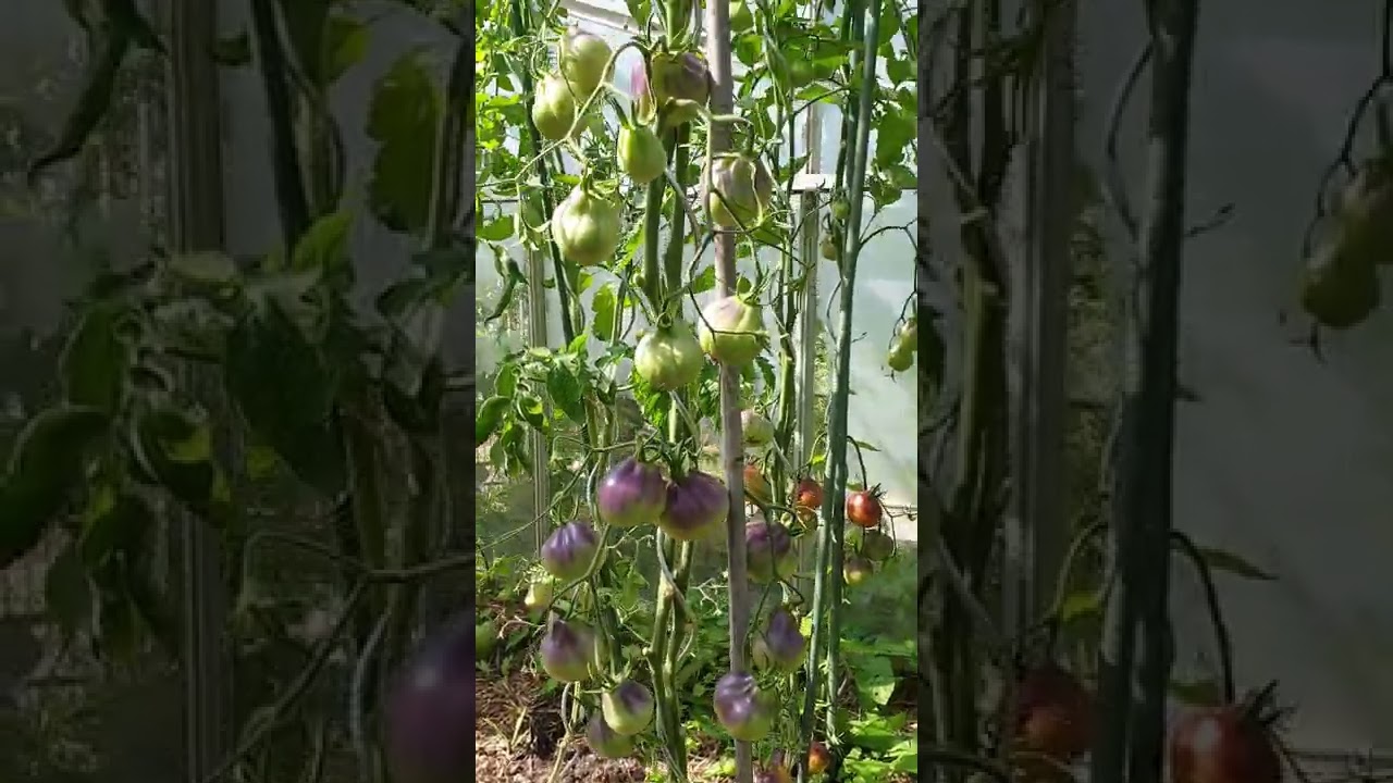 Video tomaat Sinyaya Grusha Dukhova