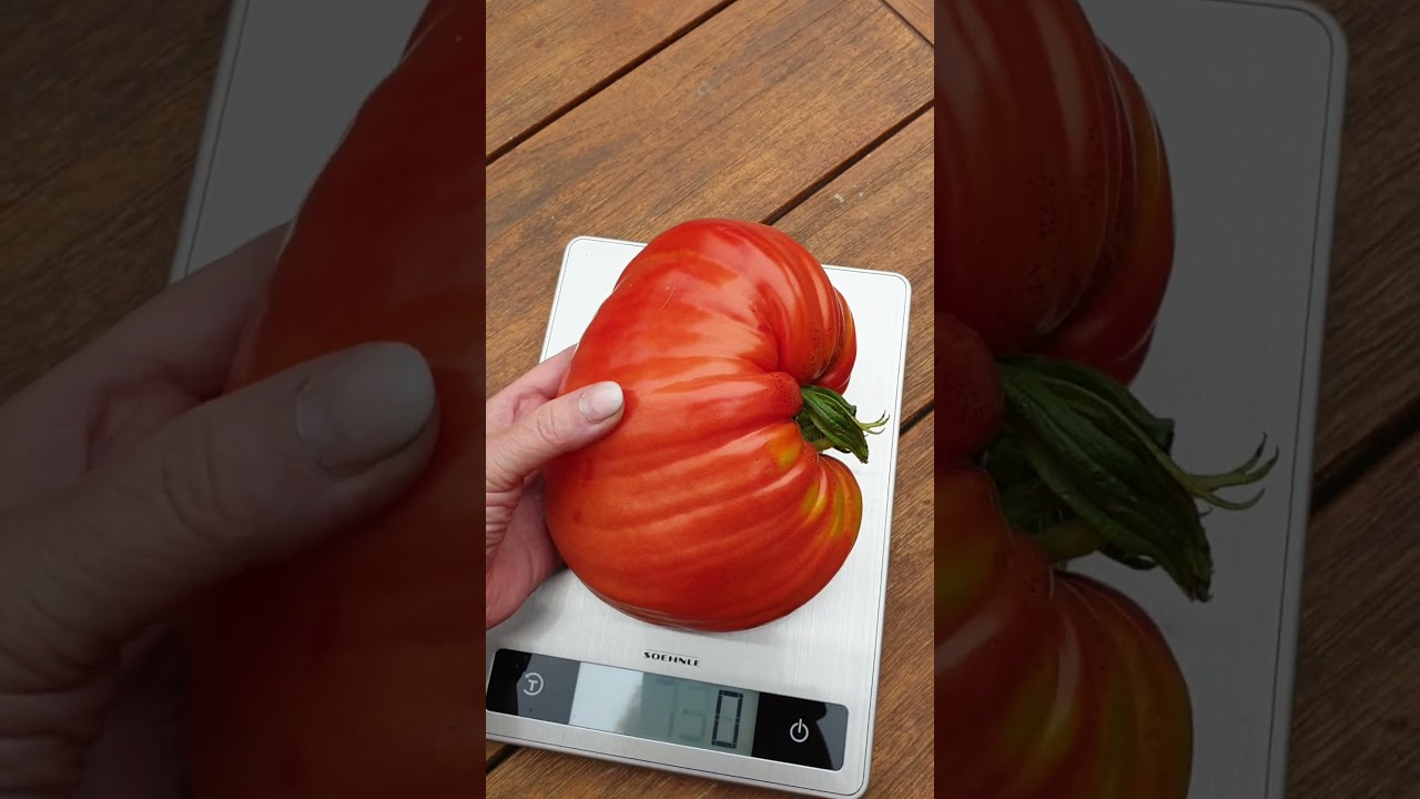 Video zware Pomodoro Cuore Antico di Acqui Terme
