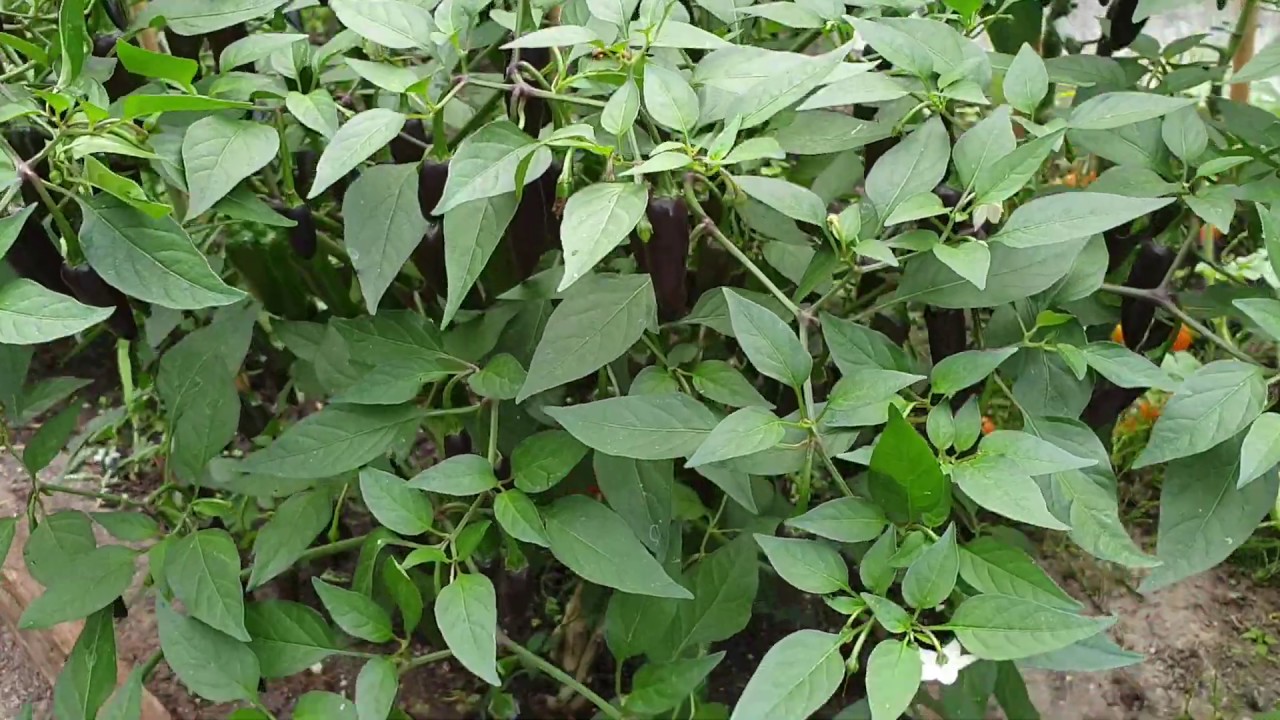 Fimpje Peper Chenzo
