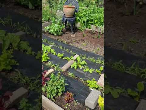 Filmpje tuin in juni
