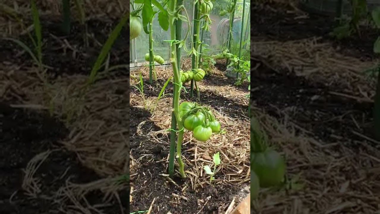 Tomatenplanten in kas 3 30-06-2022