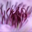 Margriet