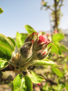 Bloemen voor in de tuin Bloemen voor in de tuin