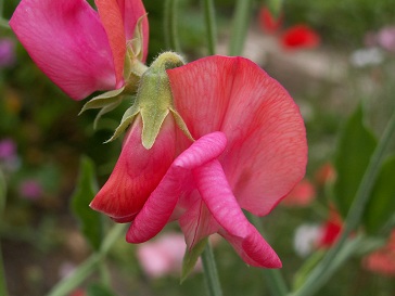 Lathyrus odoratus Miss Willmott