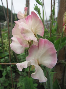 Lathyrus odoratus Mollie Rilestone