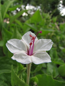 Mirabilis longiflora