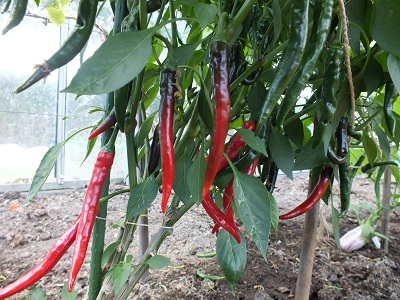 Peper Cayenne Ring of Fire aan plant