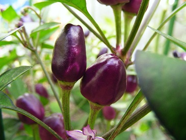 Peper Filius Blue onrijp