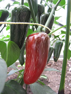 Peper Jalapeno Fooled You plant 2