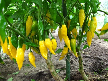 Peper Limon rijp aan plant