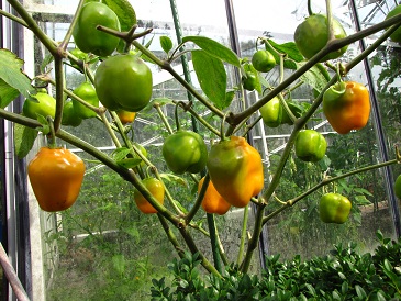 Peper_Rocoto_Canario_gestript.jpg