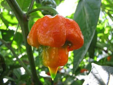 Peper Trinidad Scorpion closeup