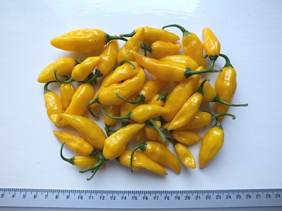 Peper Yellow Pointy