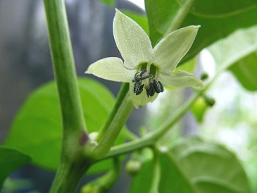 Peper chinense bloem