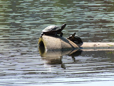 Schildpadden in het water 1