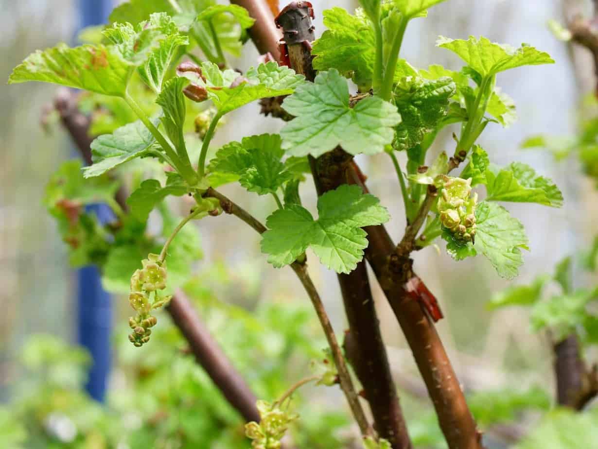 onderpand Springen voedsel Aalbes - Diana's mooie moestuin