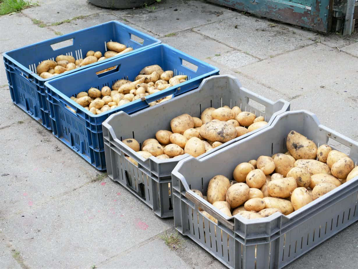 aardappel-diana-s-mooie-moestuin