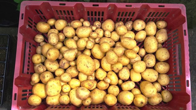 Aardappelen Tiamo oogst