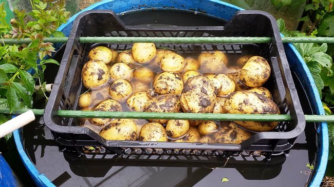 Aardappelen wassen na oogst
