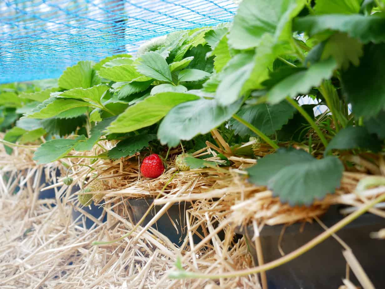 Eindelijk tijd voor aardbeien