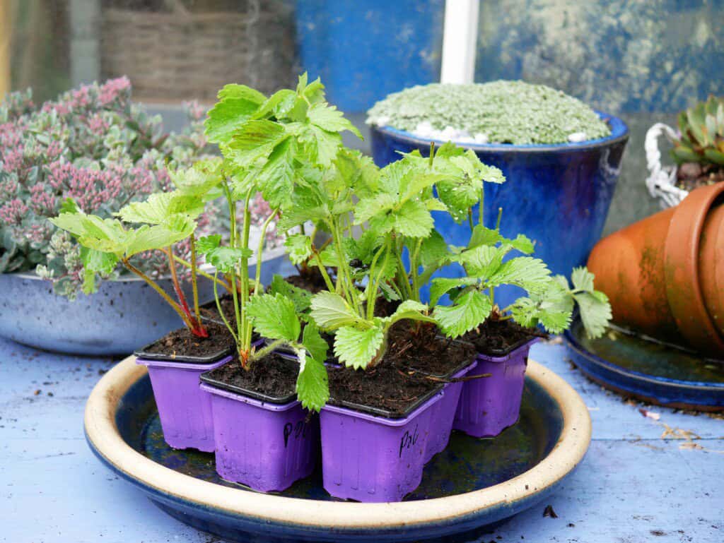 Aardbei - Diana's mooie moestuin