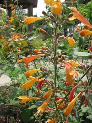 Agastache mexicana