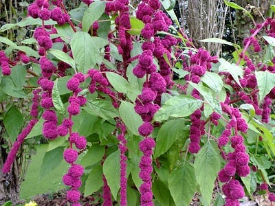 Amaranthus Dreadlocks, 100 cm hoog en vrolijke bloempluimen die mooi hangen over de rand van een vaas