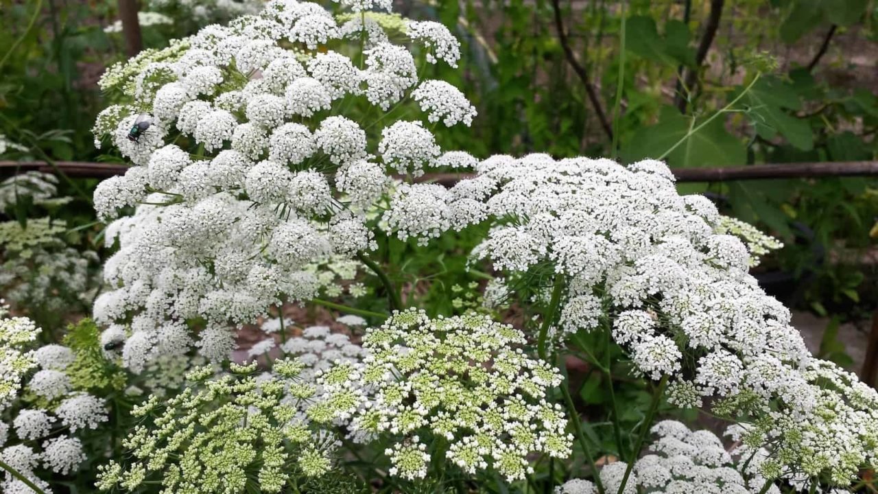 Ammi majus Graceland