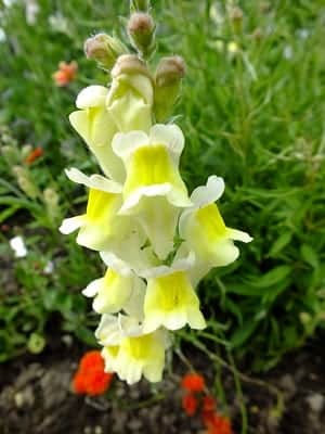 Antirrhinum braun-blanquetii