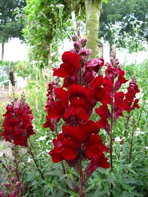 Antirrhinum majus Black Prince, met fluwelige, donkerrode bloemen