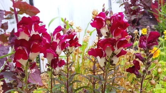 Antirrhinum majus Night and Day