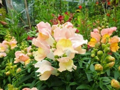 Antirrhinum majus Peaches and Cream