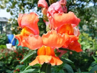 Antirrhinum majus Rembrandt, bijzondere kleurencombinatie van oranje met rozerood en geeloranje.