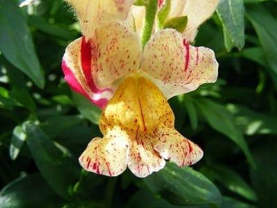 Antirrhinum majus Torbay Rock, bloemen in de kleuren roze, wit en geel met spikkels en streepjes in contrasterende kleuren.